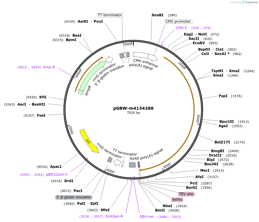 152098-plasmid-map-sequence-id-308756