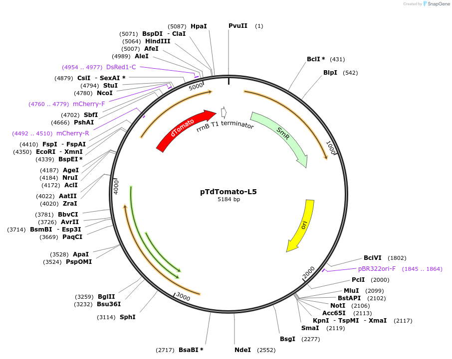 140994-plasmid-map-sequence-id-308758