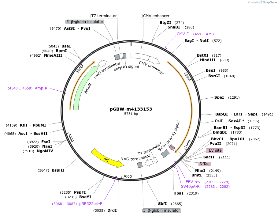 151998-plasmid-map-sequence-id-308759