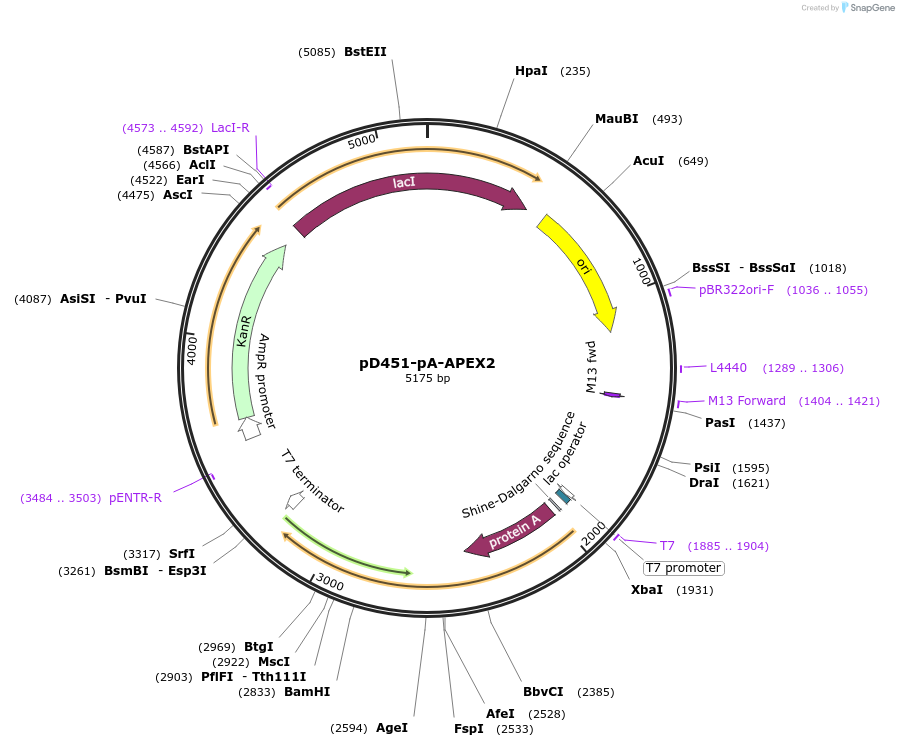 157863-plasmid-map-sequence-id-308764
