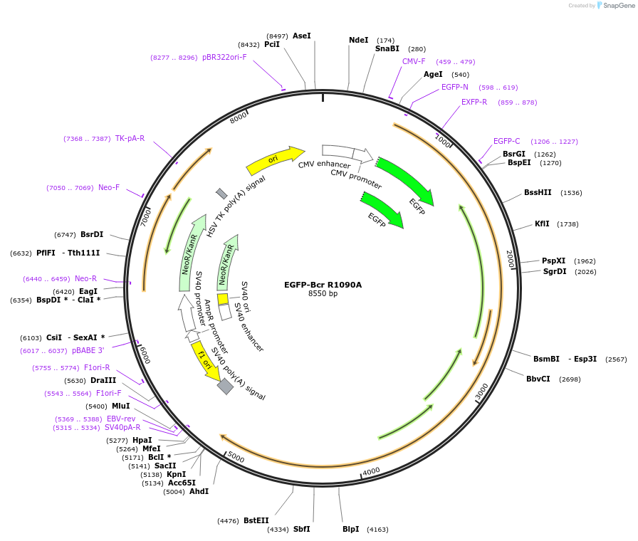 36416-plasmid-map-sequence-id-308765