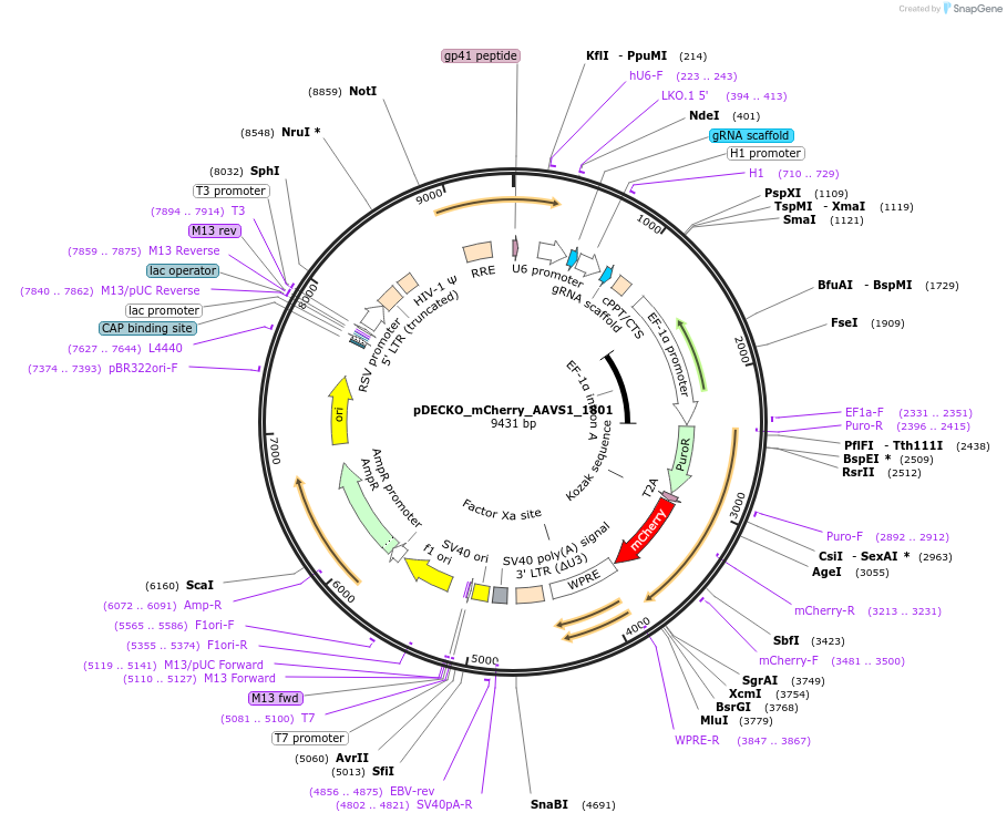 159090-plasmid-map-sequence-id-308777