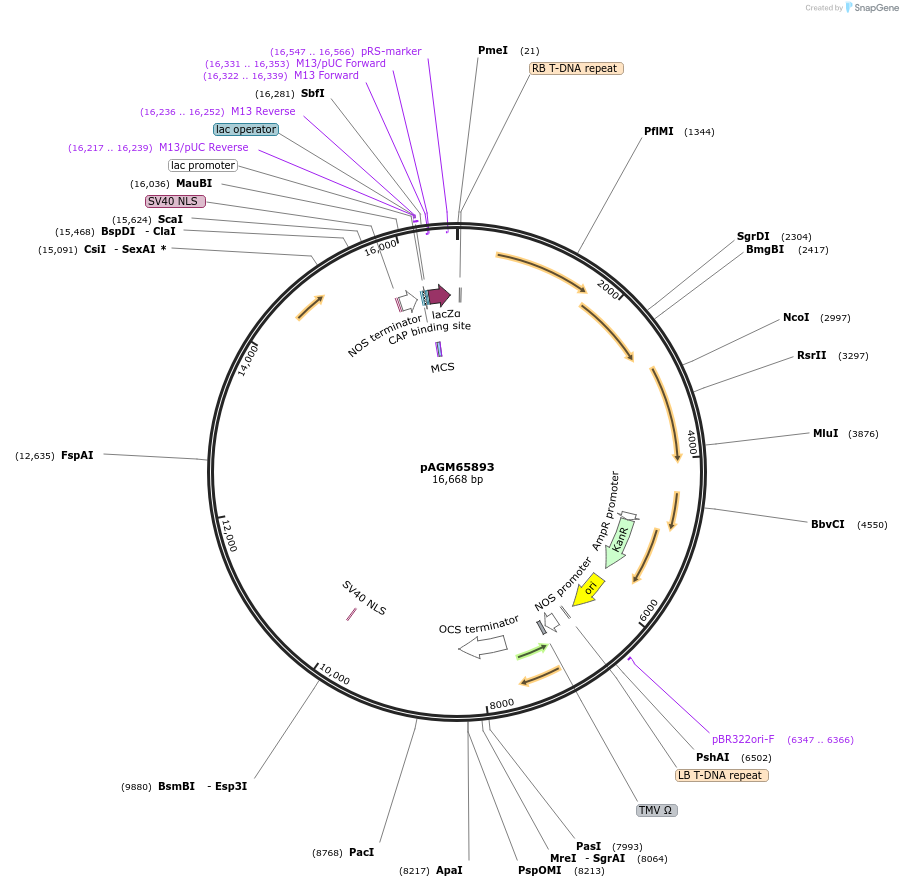 153216-plasmid-map-sequence-id-308790