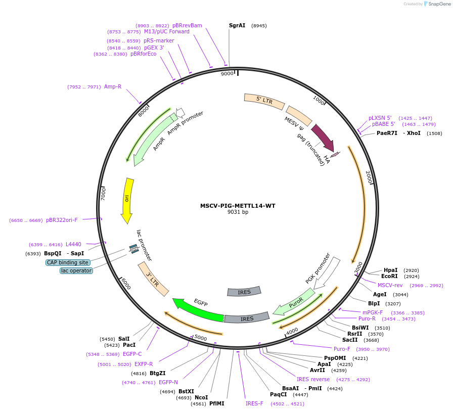 141118-plasmid-map-sequence-id-308804