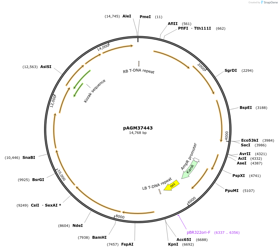 153218-plasmid-map-sequence-id-308807
