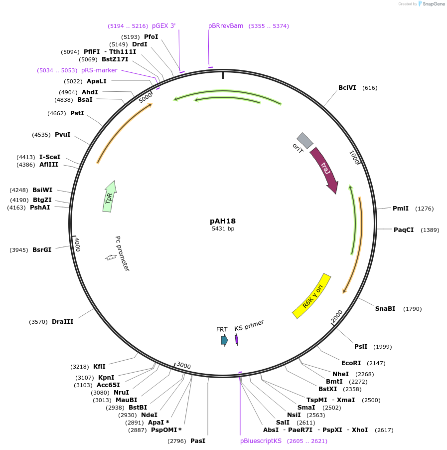 154397-plasmid-map-sequence-id-308811