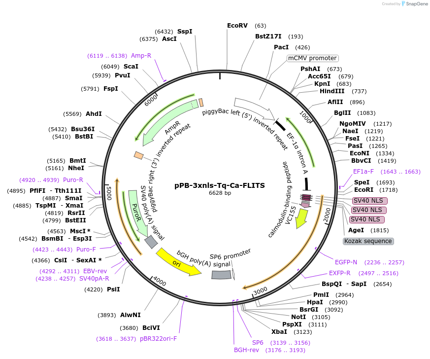 145030-plasmid-map-sequence-id-308813