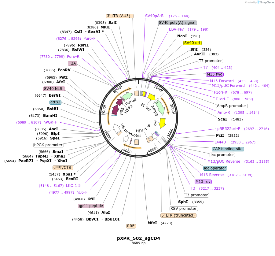 158704-plasmid-map-sequence-id-308815