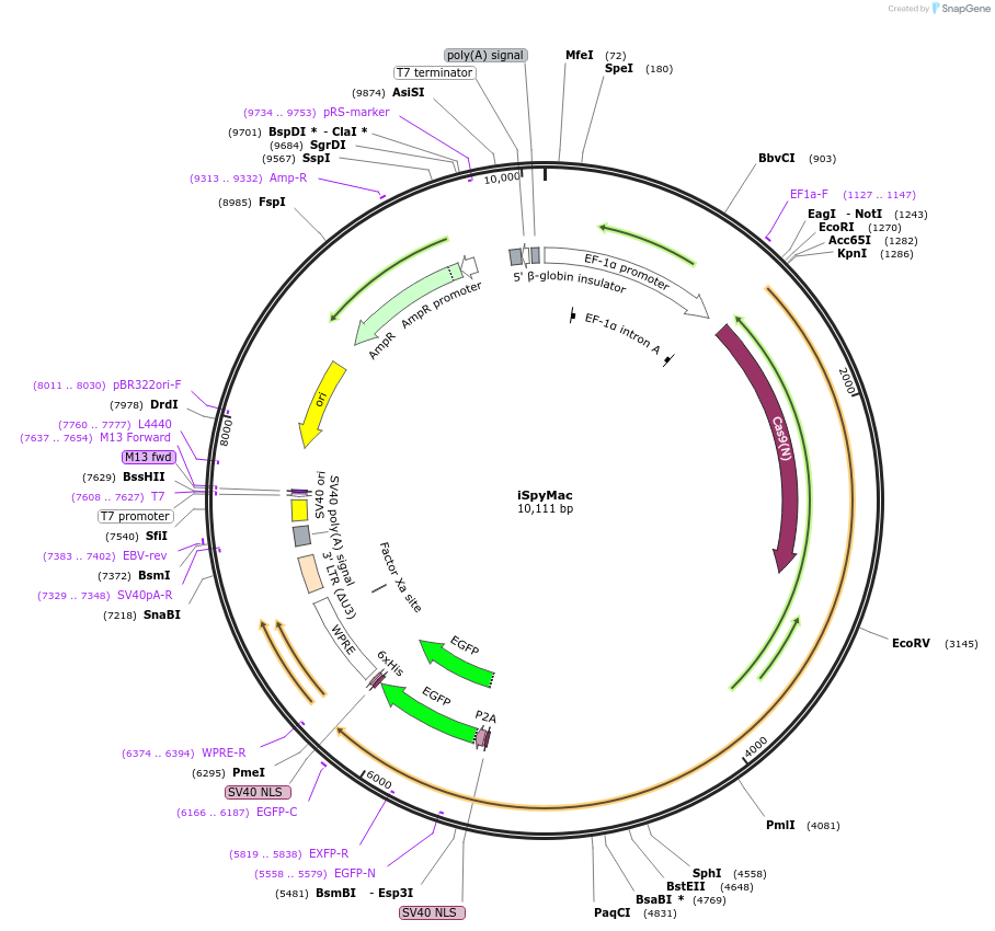155014-plasmid-map-sequence-id-308820