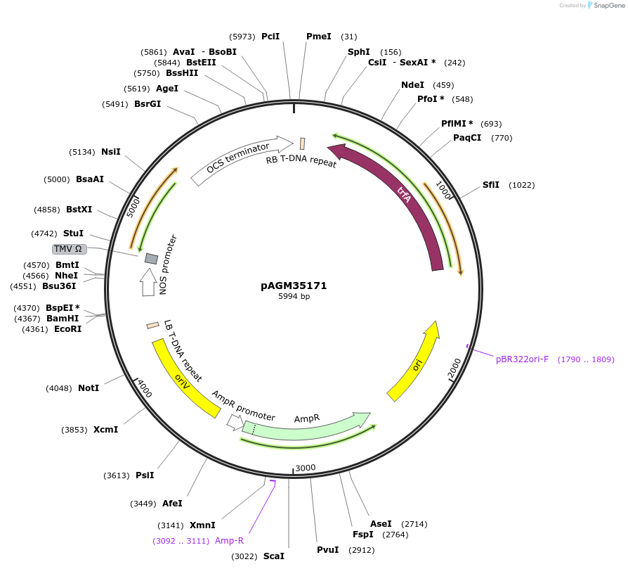 153222-plasmid-map-sequence-id-308821