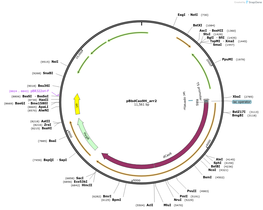 149573-plasmid-map-sequence-id-308845
