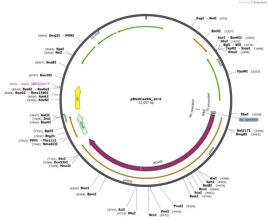 149571-plasmid-map-sequence-id-308847