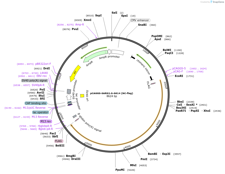 156419-plasmid-map-sequence-id-308855
