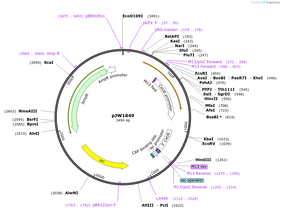 154327-plasmid-map-sequence-id-308857