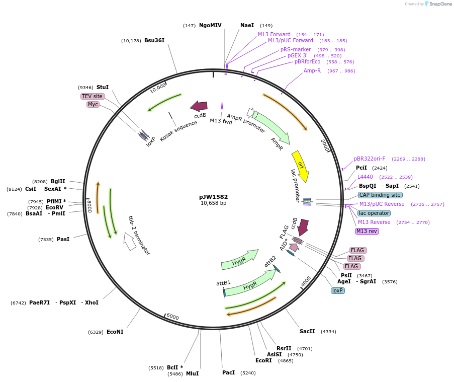 154312-plasmid-map-sequence-id-308859