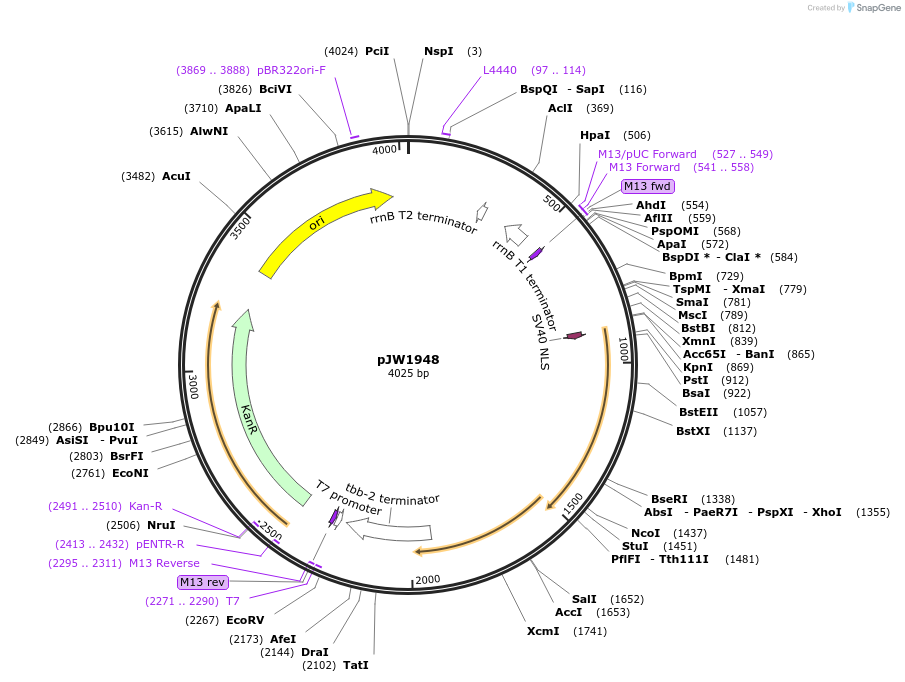154340-plasmid-map-sequence-id-308862