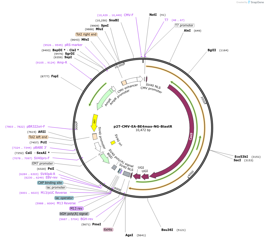 152992-plasmid-map-sequence-id-308864