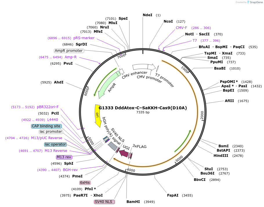 157838-plasmid-map-sequence-id-308872