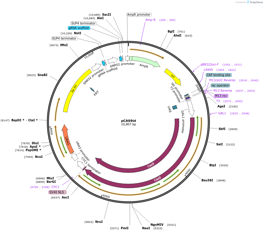 141251-plasmid-map-sequence-id-308879