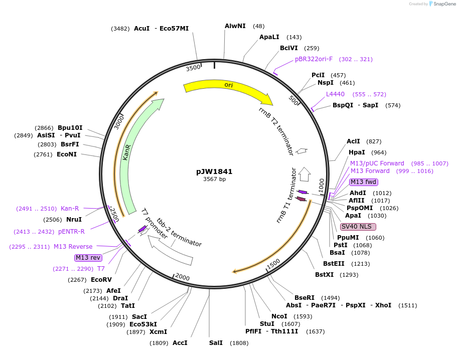 154338-plasmid-map-sequence-id-308888
