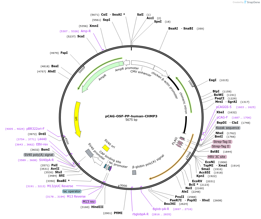 154180-plasmid-map-sequence-id-308927