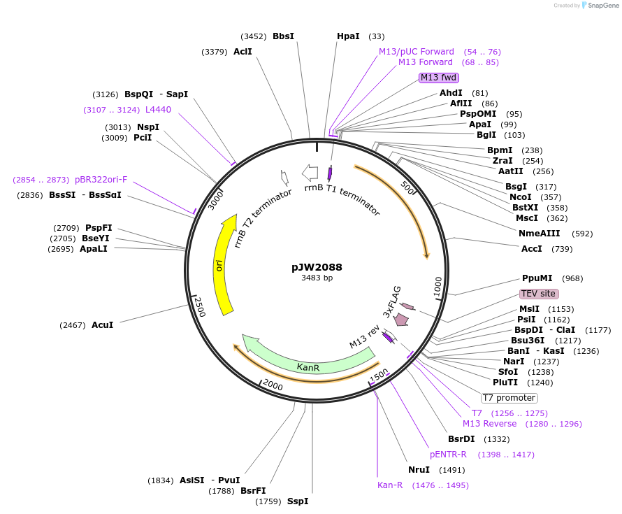 154336-plasmid-map-sequence-id-308928