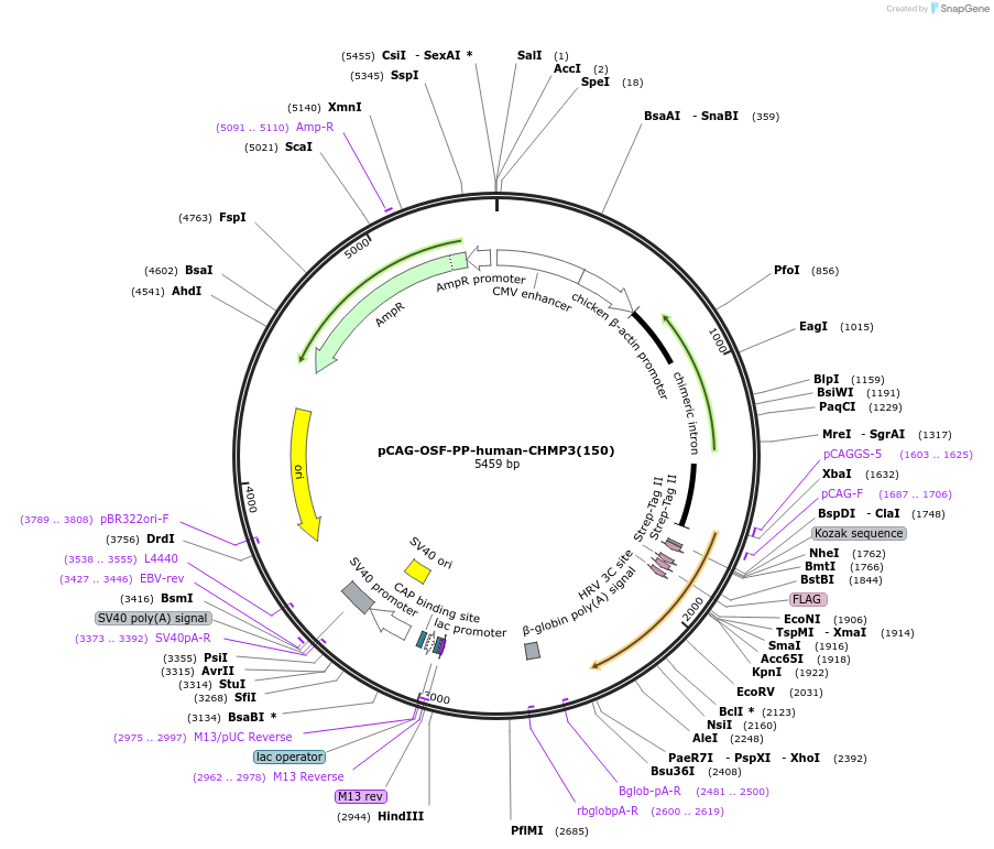 154181-plasmid-map-sequence-id-308929
