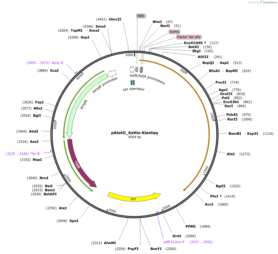 157862-plasmid-map-sequence-id-308949