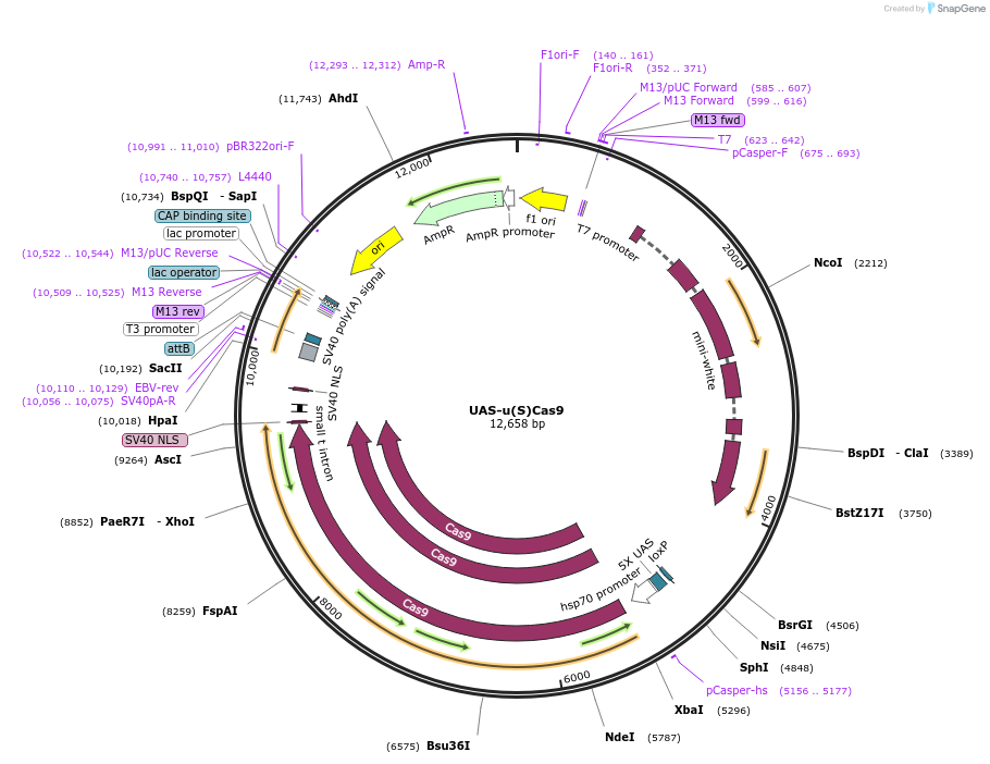 127383-plasmid-map-sequence-id-308951