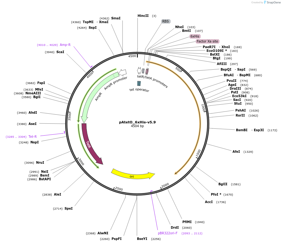 155259-plasmid-map-sequence-id-308952