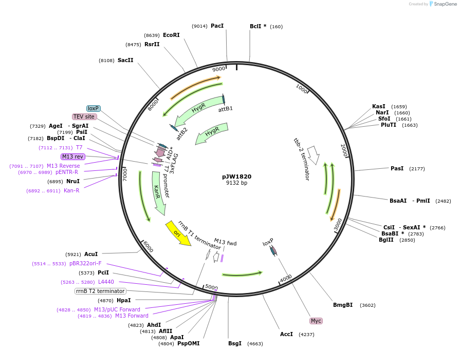 154321-plasmid-map-sequence-id-308965