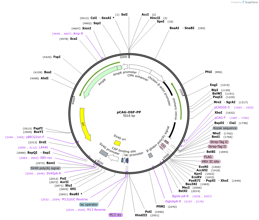 154247-plasmid-map-sequence-id-308969