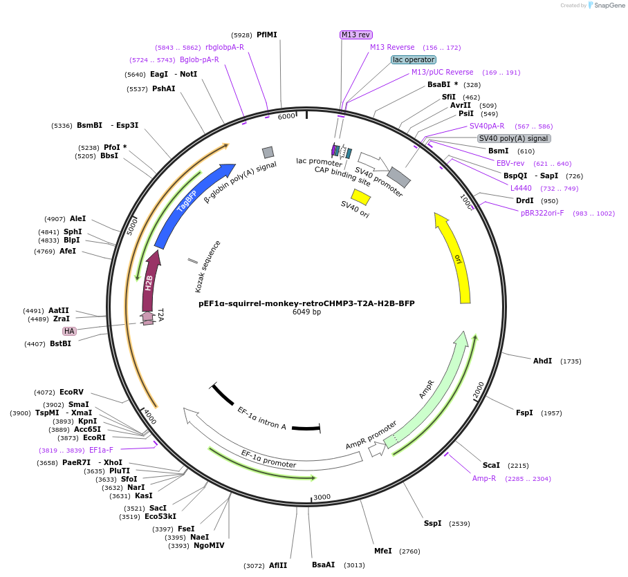 154185-plasmid-map-sequence-id-308972