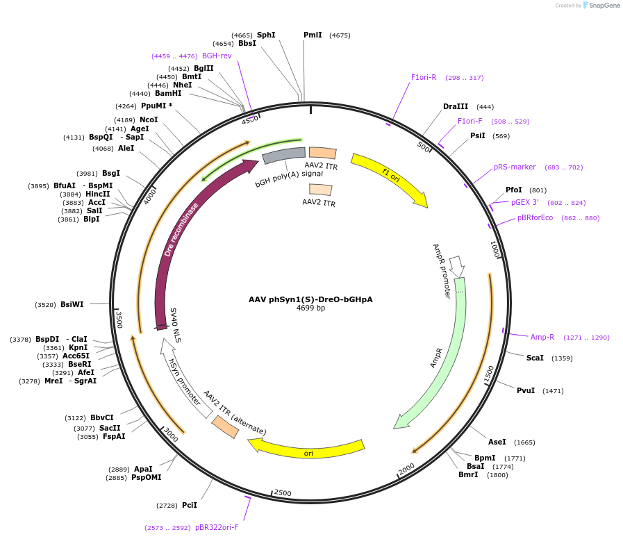50363-plasmid-map-sequence-id-308988