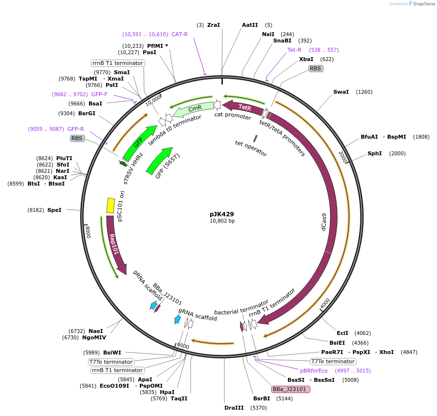 155376-plasmid-map-sequence-id-308997