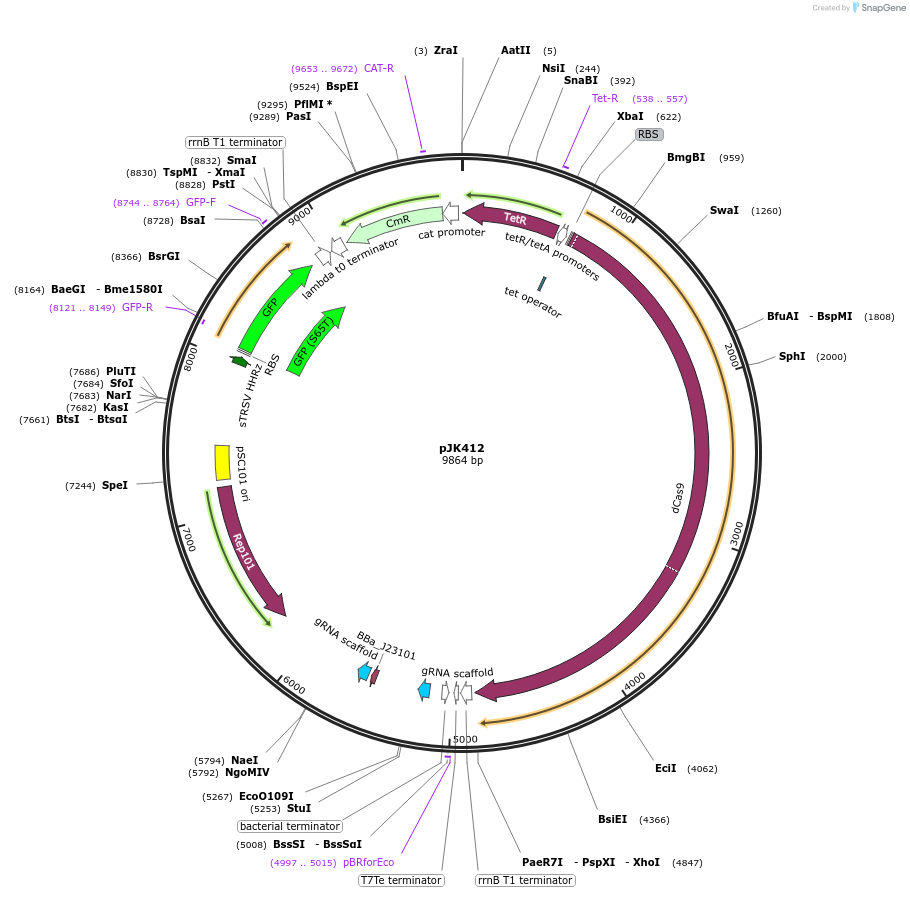 155371-plasmid-map-sequence-id-308999