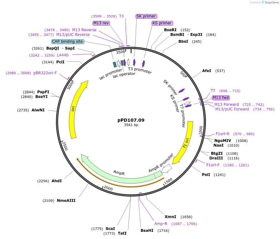 1703-plasmid-map-sequence-id-309