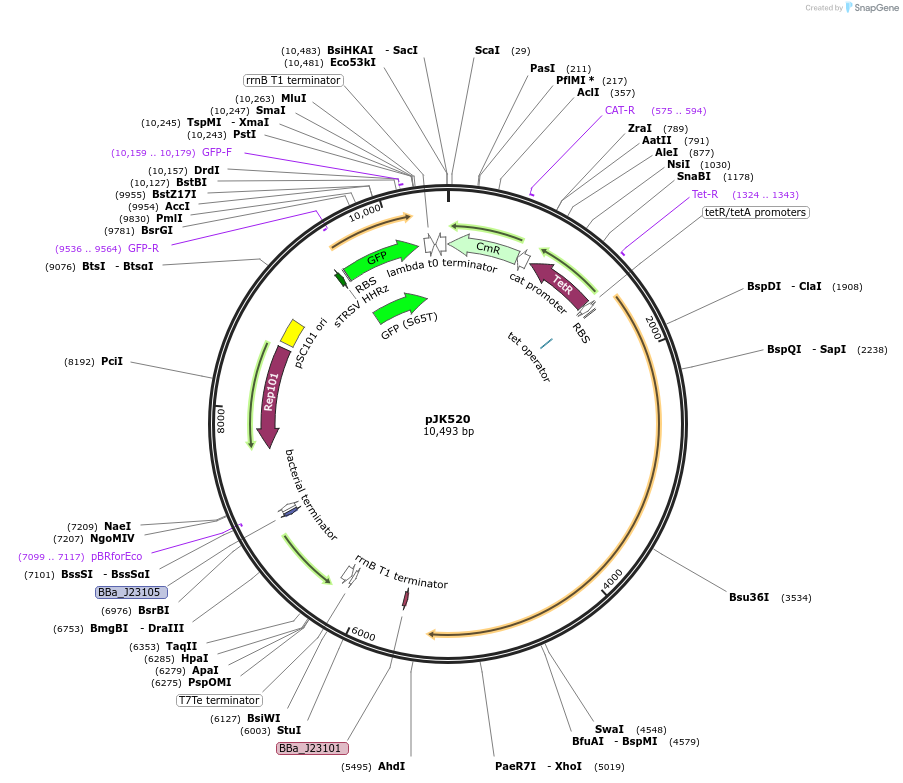 155386-plasmid-map-sequence-id-309003