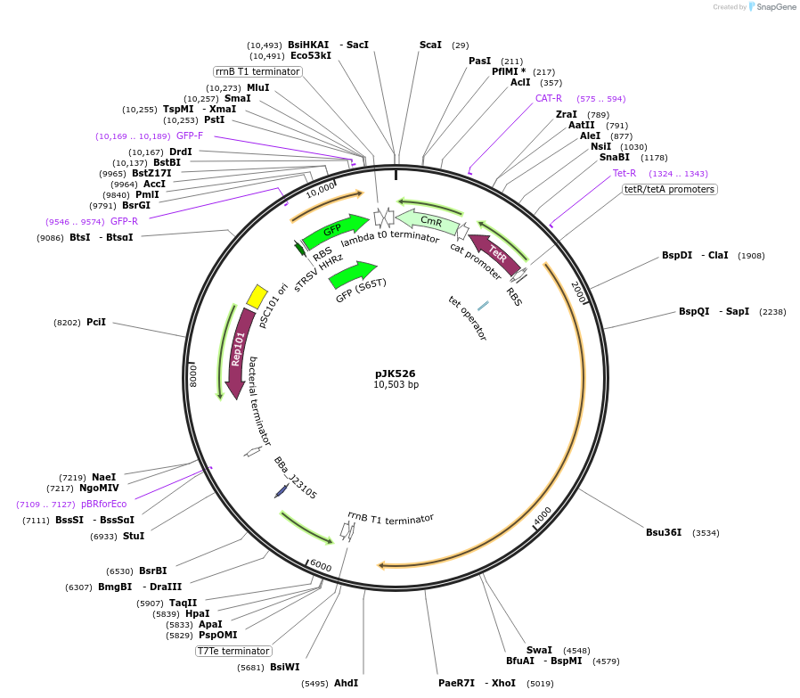 155387-plasmid-map-sequence-id-309008