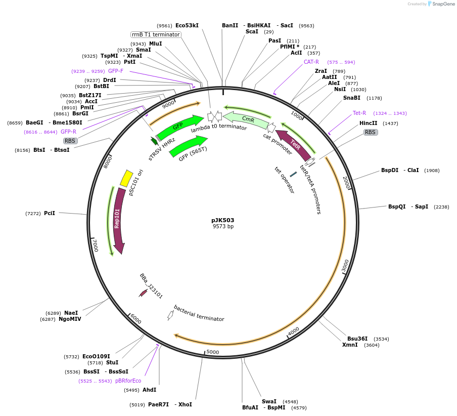 155380-plasmid-map-sequence-id-309009