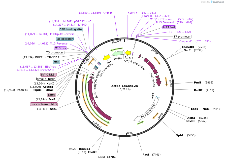 140620-plasmid-map-sequence-id-309018