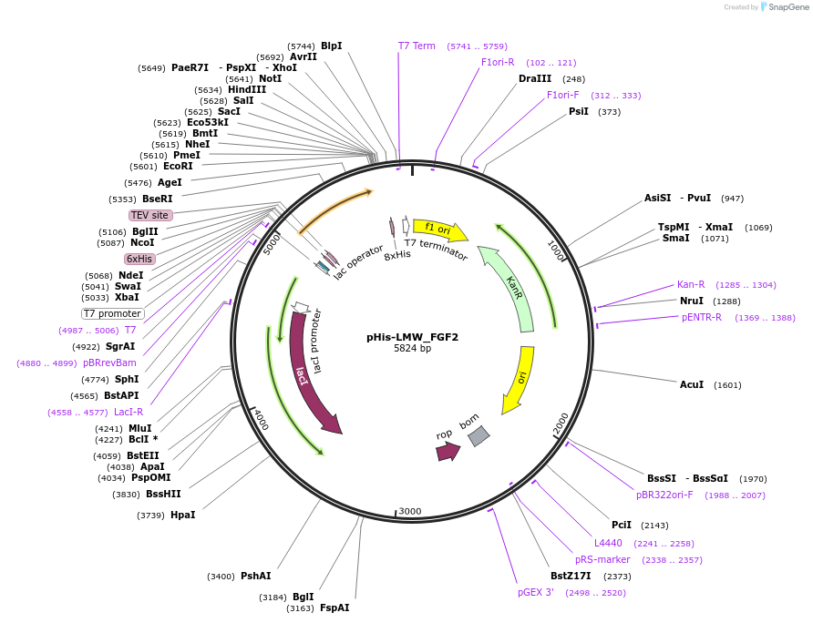 157657-plasmid-map-sequence-id-309021