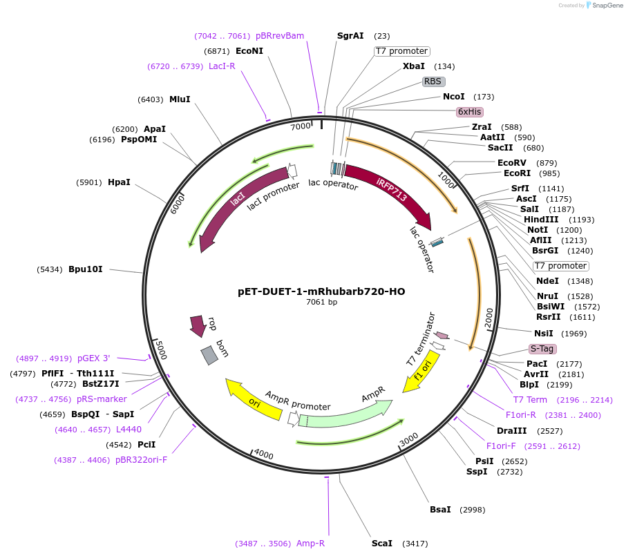 141201-plasmid-map-sequence-id-309029