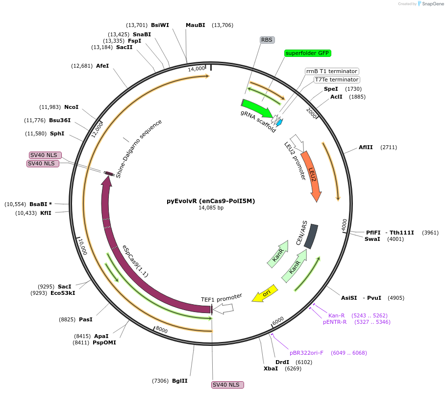 158073-plasmid-map-sequence-id-309043