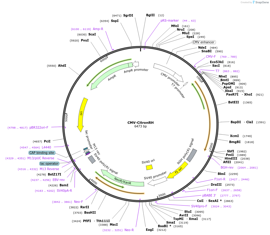 158545-plasmid-map-sequence-id-309046