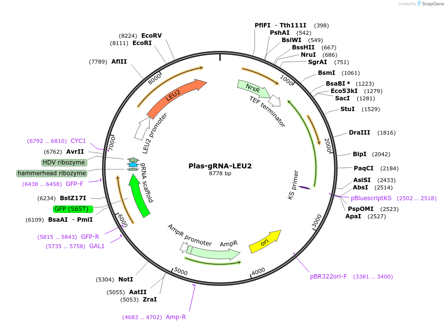 157656-plasmid-map-sequence-id-309094