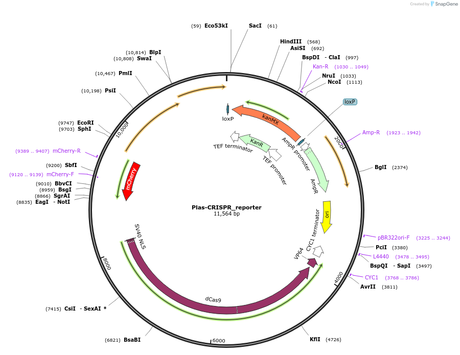157658-plasmid-map-sequence-id-309095
