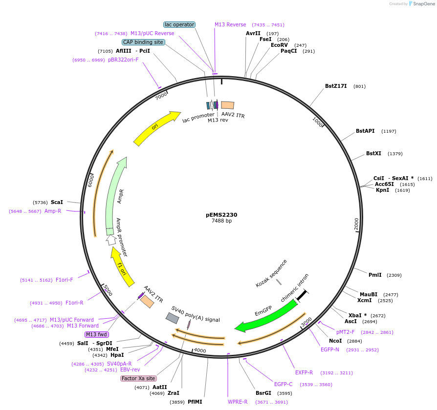158420-plasmid-map-sequence-id-309096