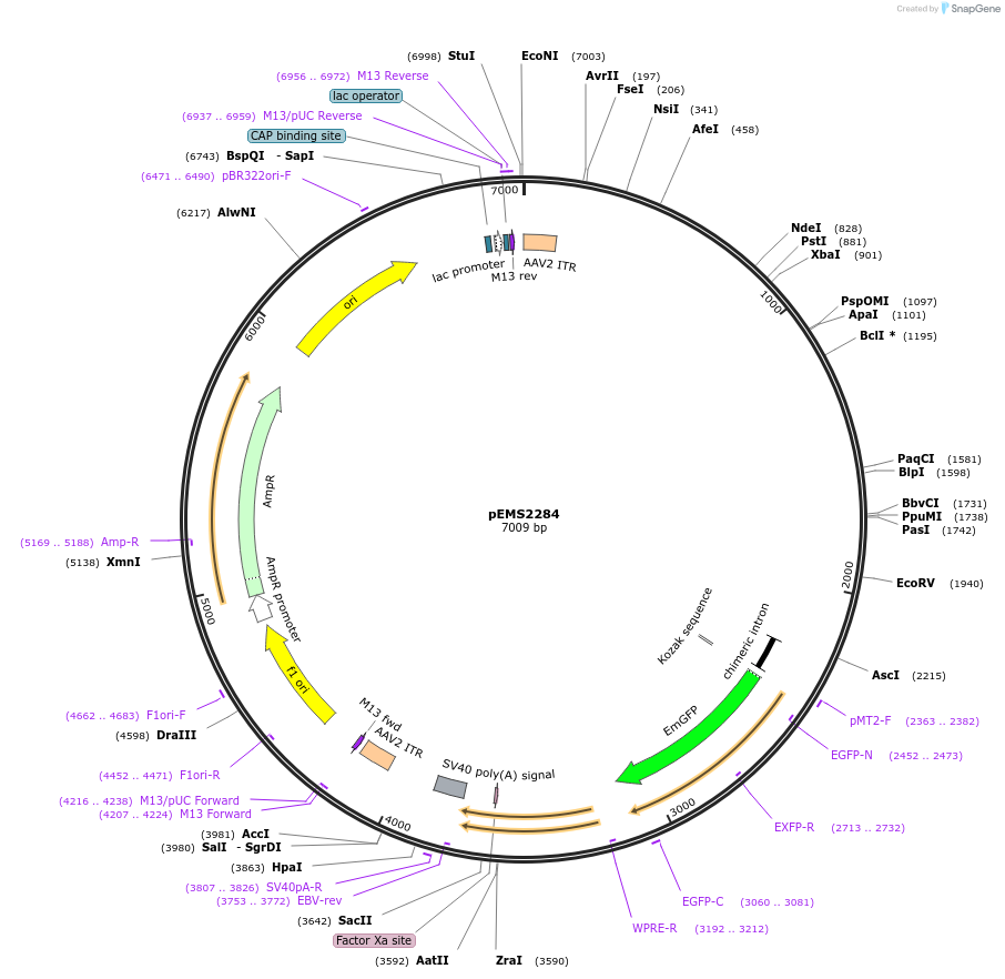 158419-plasmid-map-sequence-id-309114