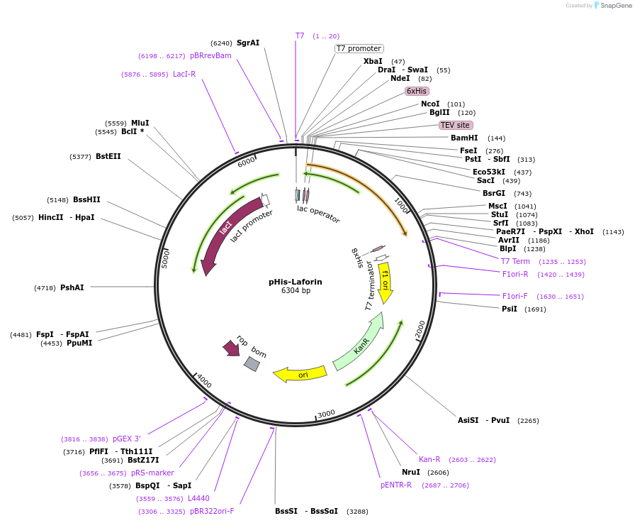 157989-plasmid-map-sequence-id-309117